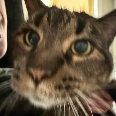 rinkawohh's profile picture. live laugh https://t.co/VDaeJJEmtN