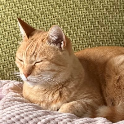 NoelaVrc1005's profile picture. ノエラのVRC＆日常アカウント。完全に趣味垢だからよろしくね。