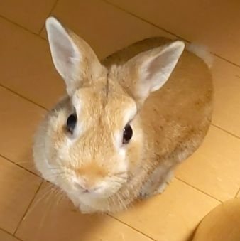 hamiretasu's profile picture. 