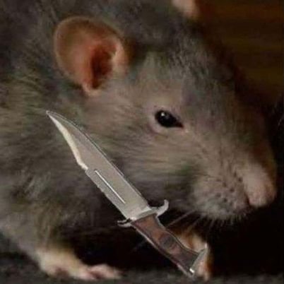 preaching_rat's profile picture. my goals I will preach with madness and circus behavior to ensure I am as unpredictable as my sermons from cheese to madness