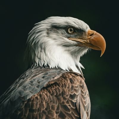 fancygotthis's profile picture. CREATIVE