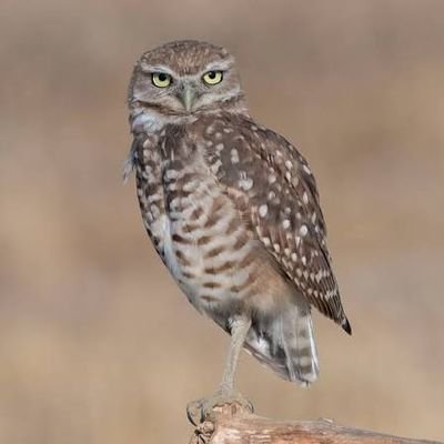 ABequiz39225's profile picture. 