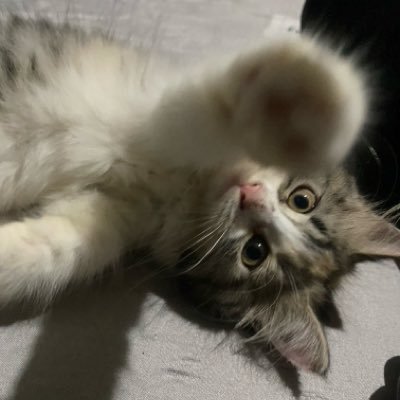 Tineeyya's profile picture. 