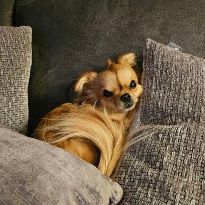 JunglingMonika's profile picture. Missy was born with a cleft palate .
She had surgery in June 23 and is living a happy life now.
#cleftpalatepuppy #cutedog #puppy #littlefighter #chihuahua