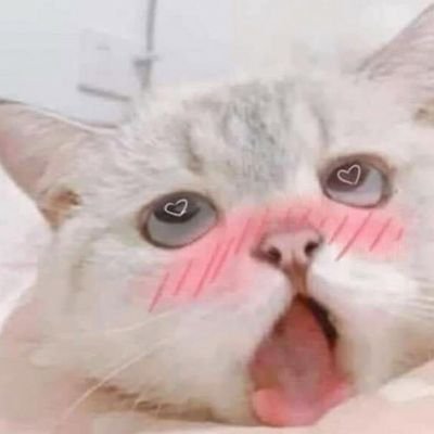 420Nekoshomiimi's profile picture. 女専用肉便貴、女史トイレ、女精用玩具、女の人を支える全女性の人の夫、女子の味方