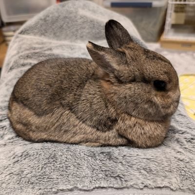mamehouse1029's profile picture. うさぎさんとくらすひと