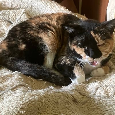 oG628zGTTT24129's profile picture. 猫犬その他生き物色々(昆虫、爬虫類、両生類🐸とかなんでも)妖怪ウォッチ、コマさんもんげー好きズラ❤️リヴリーアイランド、パペットガーディアン、マジカロス等