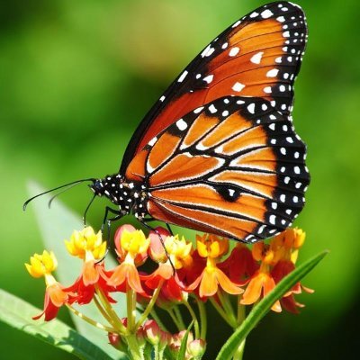 vivirealairdrop's profile picture. vivi | web3 explorer |
empowering women |
women support women |
love cooking |
girl squad | follow me and i will follback