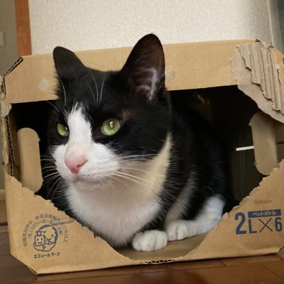 Ossie_'s profile picture. 国民民主党を応援しています（党員サポーター）  アンチの手取りも増やしてくれるんだよ！ #国民民主党支持者と繋がりたい