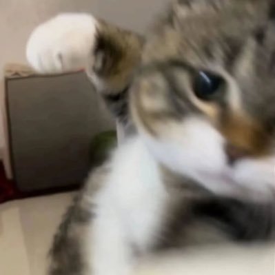 gausabacotla's profile picture. mau jdi ikan aja cuma blubub blubub