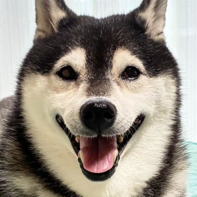 hanachanmama's profile picture. 愛娘は黒柴🐶はな:2013.3.20生まれ😊 基本いいねメインであまりつぶやきませんw TLに満たされるめちゃめちゃ可愛がられてる幸せワンコ画像見るのが癒し💕 2019年8月肺がんで逝った兄についても時々呟きます。