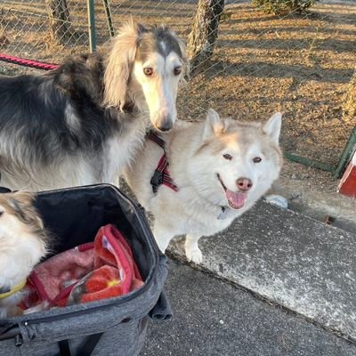 squlia1211's profile picture. まったりのんびり過ごす予定です
🐕ハスキー【リアン】 ボルーキ【アーニャ】🐈【ランラン】【ロンロン(ロゼ)】【夕】【凪】