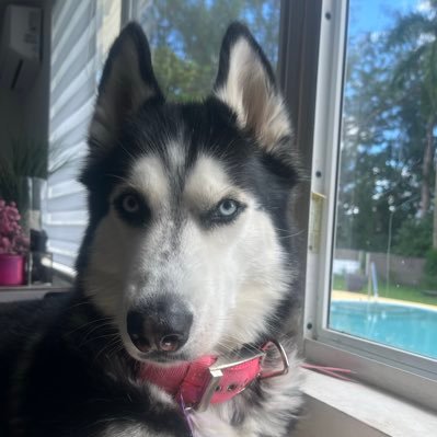 Valeria68834915's profile picture. Esa cosa no es mi presidente!!