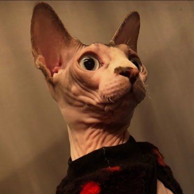 TheFelipeVexx's profile picture. Edição de Colecionador do Gerador de Improbabilidade Infinita (a.k.a. AuDHD). @Corinthians, @ChelseaFC, quadrinhos e jogos. As opiniões daqui são apenas minhas.