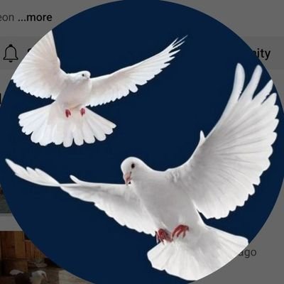 kabutarmeradost's profile picture. 