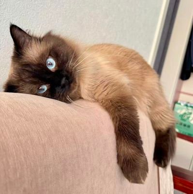 capa_1211's profile picture. 