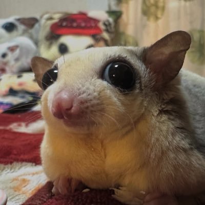 KurtAngleTFT's profile picture. TFT 
#PMDSTRONG