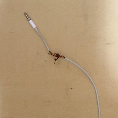 csma_ca's profile picture. 動物画を描きます！フォロー返します〜〜