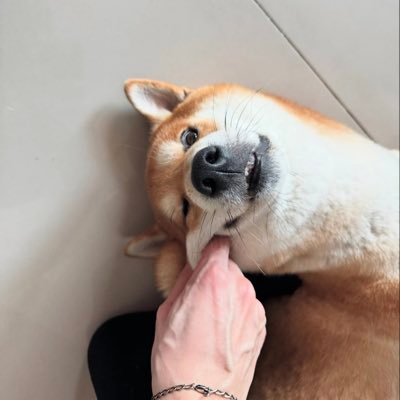 @bbabipuppy