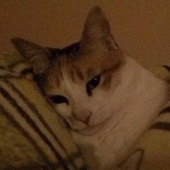 sclooopy's profile picture. MDNI ㅆ yapping and yearning