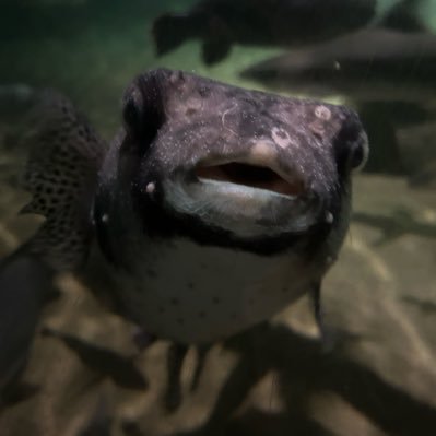 madeaooooo's profile picture. 