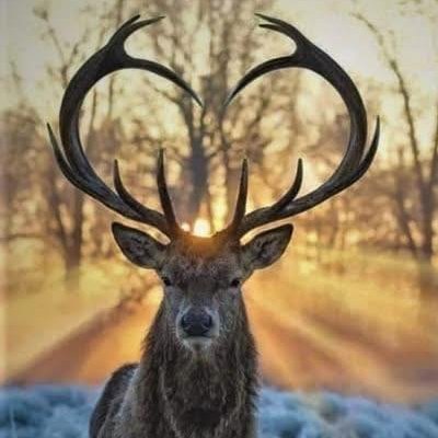 Cervustheowo's profile picture. Solo un tipo tratando de dibujar weas random (aveces) owo