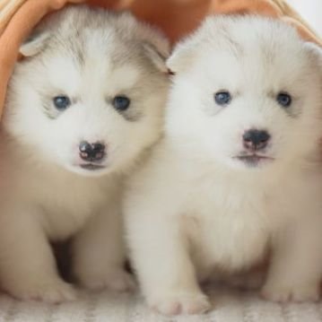 toda_dad's profile picture. 