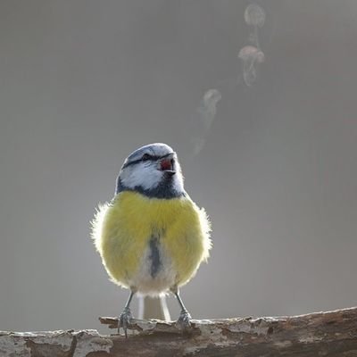 apple19423's profile picture. Dentist