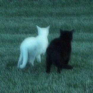 ghstnotfound's profile picture. he/they | 19 | eng|esp