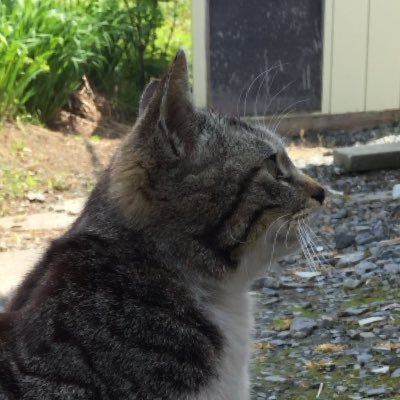 𝕾沢さんのプロフィール画像