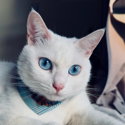 kitten_valen's profile picture. The Sorcerer's Apprentice #Cat #Kitten #Kitty