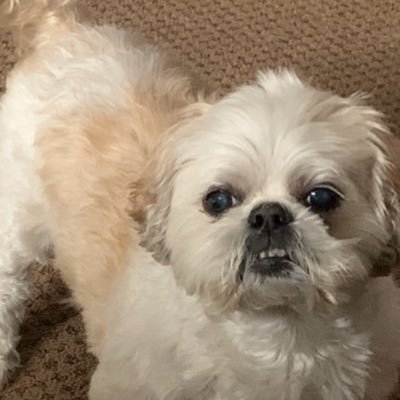 TikotheShihTzu's profile picture.