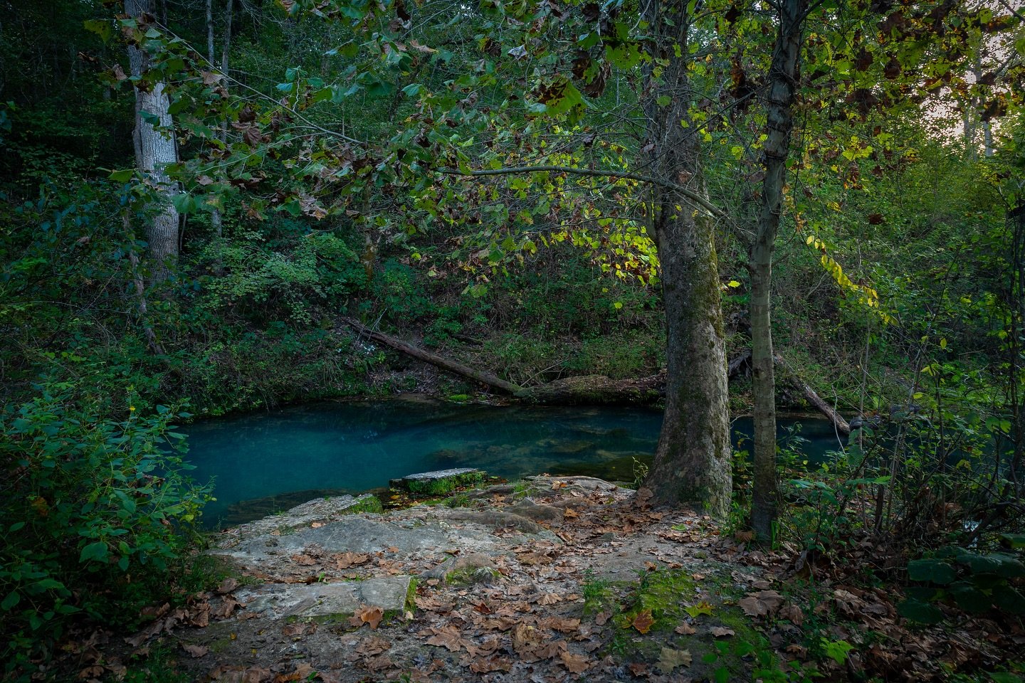 MuscleChan1's profile picture. 