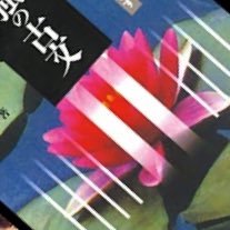 SR9052145526671's profile picture. 建2025/8/11 勉強垢 塾なし独学