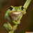 capsos1phon's profile image