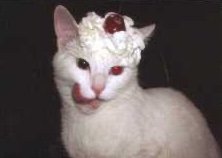 DuffyCandi49091's profile picture. gm