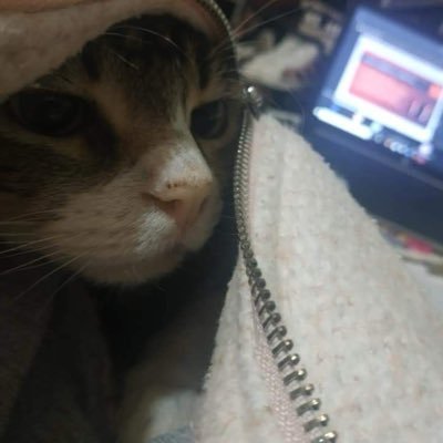 st4r_rov1ng's profile picture. 