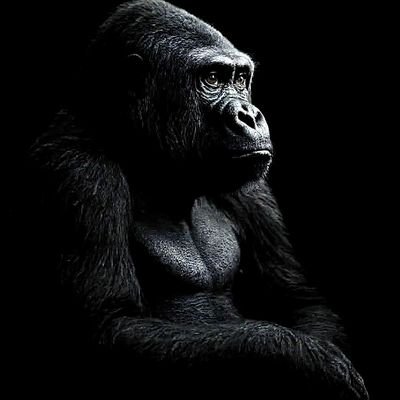 TheApeOnSolana's profile picture. 6rQFEuFNLZ6YdURoVmA1Np9ueNHr7jkTMYWnnsnCpump