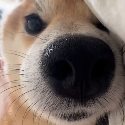 gexiong816's profile picture. 找优质 2 段，稳健获利