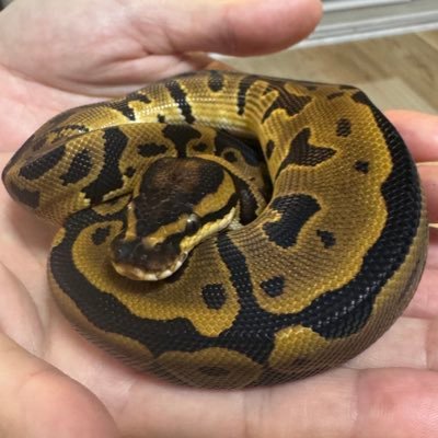 mK5901298271660's profile picture. 車と洗車と爬虫類が好きです