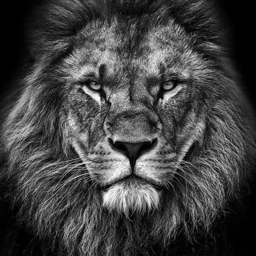 bawany99473's profile picture. Memecoin addict