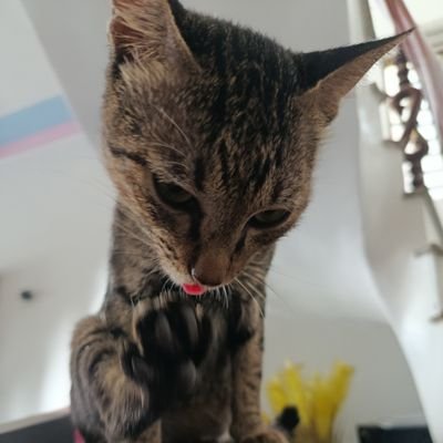 taynon13's profile picture. 