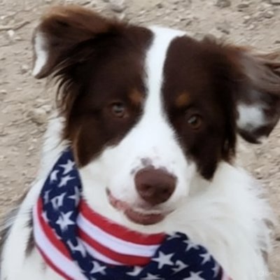 CryptoTheDawg1's profile picture. Happily Married - Trump Loving - Country Loving - Animal Loving - Pure Blood - Patriot!