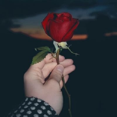 AlmoterryN78636's profile picture. وهي التي لو جئت تقطف من فؤادها وردة 
لملأت كفيك عطرا 😊🌹🤍