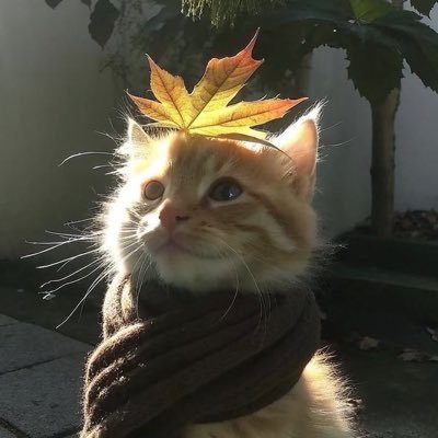 schizowolff's profile picture. “I delete tweets”