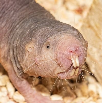 haisuspepka's profile picture. I like girls and mole rats-
19