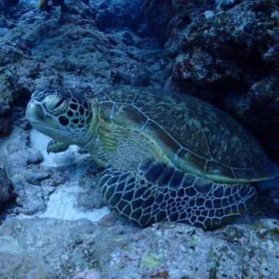 PTpedia_yanu's profile picture. 