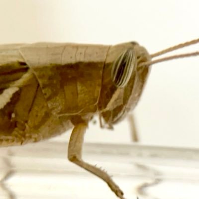 Yabugiris's profile picture. 一応ササキリリストの直翅屋です。それほど良い内容の投稿はありませんがブログの方もよろしくお願いします→ https://t.co/fPif8uZKAl