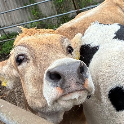 Yamasan_green's profile picture. 東京農業大学 農学部 動物科学科 1年🐄園芸グリーン栽培部🪴