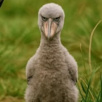 ChloeToadette's profile picture. 